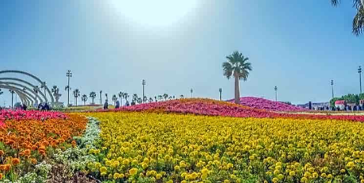 Het grootse bloemenveld ter wereld in Yanbu.